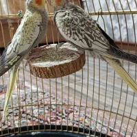 عروس هلندی دوماهه و قفس