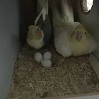 عروس هلندی مولد