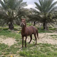 اسب|اسب و تجهیزات اسب‌سواری|چمران, |دیوار