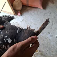 کبوتر گوره ای|پرنده|برازجان, |دیوار