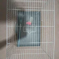 قفس