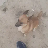 سگ پامر|سگ|پاکدشت, پاکدشت (مامازند)|دیوار