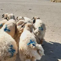 ۱۲راس بره نر قلمدار|حیوانات مزرعه|جیرفت, |دیوار