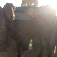 بز نسل دار تازه آبستن یک یک ونیم ماهش هس|حیوانات مزرعه|سیب و سوران, |دیوار