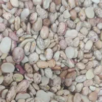 لوبیا چیتی شکسته