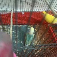 طوطی برزیلی|پرنده|بروجرد, |دیوار