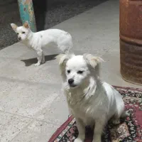 سگ فانتزی اشپیتزو|سگ|قزوین, |دیوار