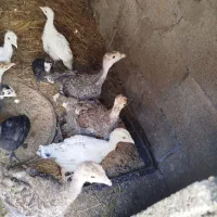 بوقلمون برنزسینه پهن