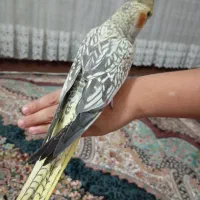 عروس هلندی|پرنده|قم, شهرک فاطمیه|دیوار