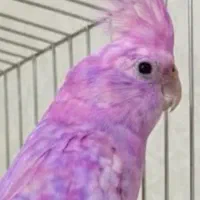 عروس هلندی بلو