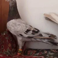 سار خطی هفترنگ