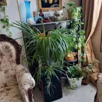 گل گندمی