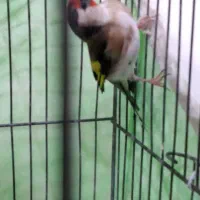 ماده‌سهره‌کار‌داده|پرنده|کرمانشاه, |دیوار