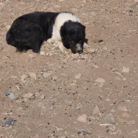 سگ لاس گله ایی