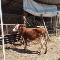 گوساله ماده سیمینتال پنج ماهه جنس