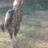 خروس لاری پاکستانی