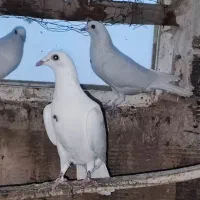 کبوتر کیلومتری سفید تک