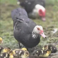 جوجه اردک روسی