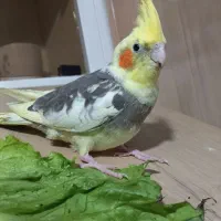 ۶ تا عروس هلندی سالم سرحال دستی سخنگو