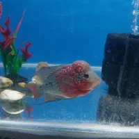 فلاور|ماهی|مشهد, شهید قربانی|دیوار