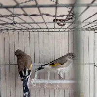 جوجه سهره نر