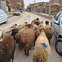 گوسفند آبستن|حیوانات مزرعه|جوانرود, |دیوار