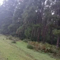 زمین مسکونی۳۵۰متری سنگرسراوان سیاهکل قاضیان کچا|فروش زمین و ملک کلنگی|رشت, بلوار گیلان|دیوار