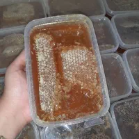 عسل درجه ۱ خوش طعم|خوردنی و آشامیدنی|تهران, جمهوری|دیوار