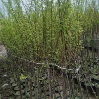 نهال و درختچه های کشت بافتی ۵ ساله داخل سطل بزرگ