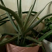 گل آلوئه ورا|گل و گیاه طبیعی|اراک, |دیوار