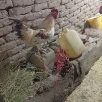 فروش پنج عدد خروس