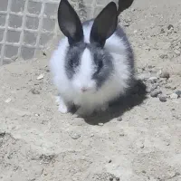 خرگوش کوچک قشنگ