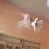 نر سرخ کاکلی دوبحر