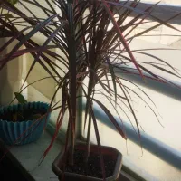 چند مدل گل|گل و گیاه طبیعی|کرج, حصارک بالا|دیوار