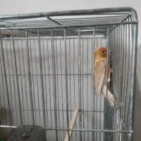 قناری ماده دارچینی،آماده آماده،کاملاً سالم|پرنده|اصفهان, سنبلستان|دیوار