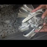 کبوتر سرور|پرنده|بهبهان, |دیوار