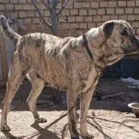 واگذاری ماده سگ خراسانی نژاد دار گله ای و نگهبان