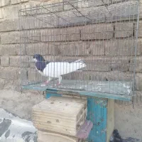 کفتر برکتی|پرنده|شیراز, حجت آباد|دیوار