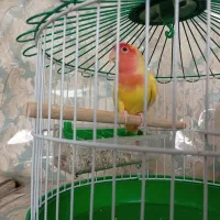 طوطی برزیلی