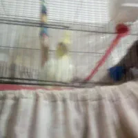 عروس هلندی وگربه ومرغ عشق