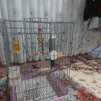 عروس هلندی آواز خوان