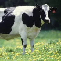 گاو گوسفند بز