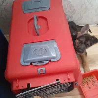 سگ پامر با ژرمن ورک|سگ|قرچک, پویینک|دیوار