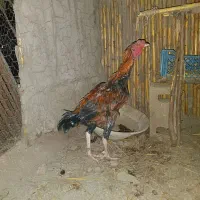 مرغ محلی وخروس لاری|حیوانات مزرعه|مزرعه کتول, |دیوار