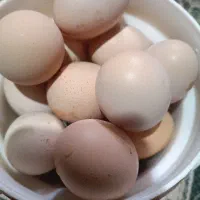 تخم مرغ محلی