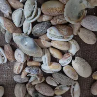 فروش  صدف دریا