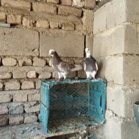 کفتر پرشی عالی درجه یک|پرنده|بکتاش, |دیوار