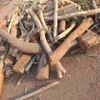 خرید چوب انواع درخت