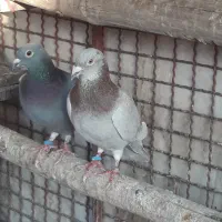 کفتر پلاکی سرور