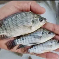 فروش ویژه بچه‌ماهی تیلاپیا